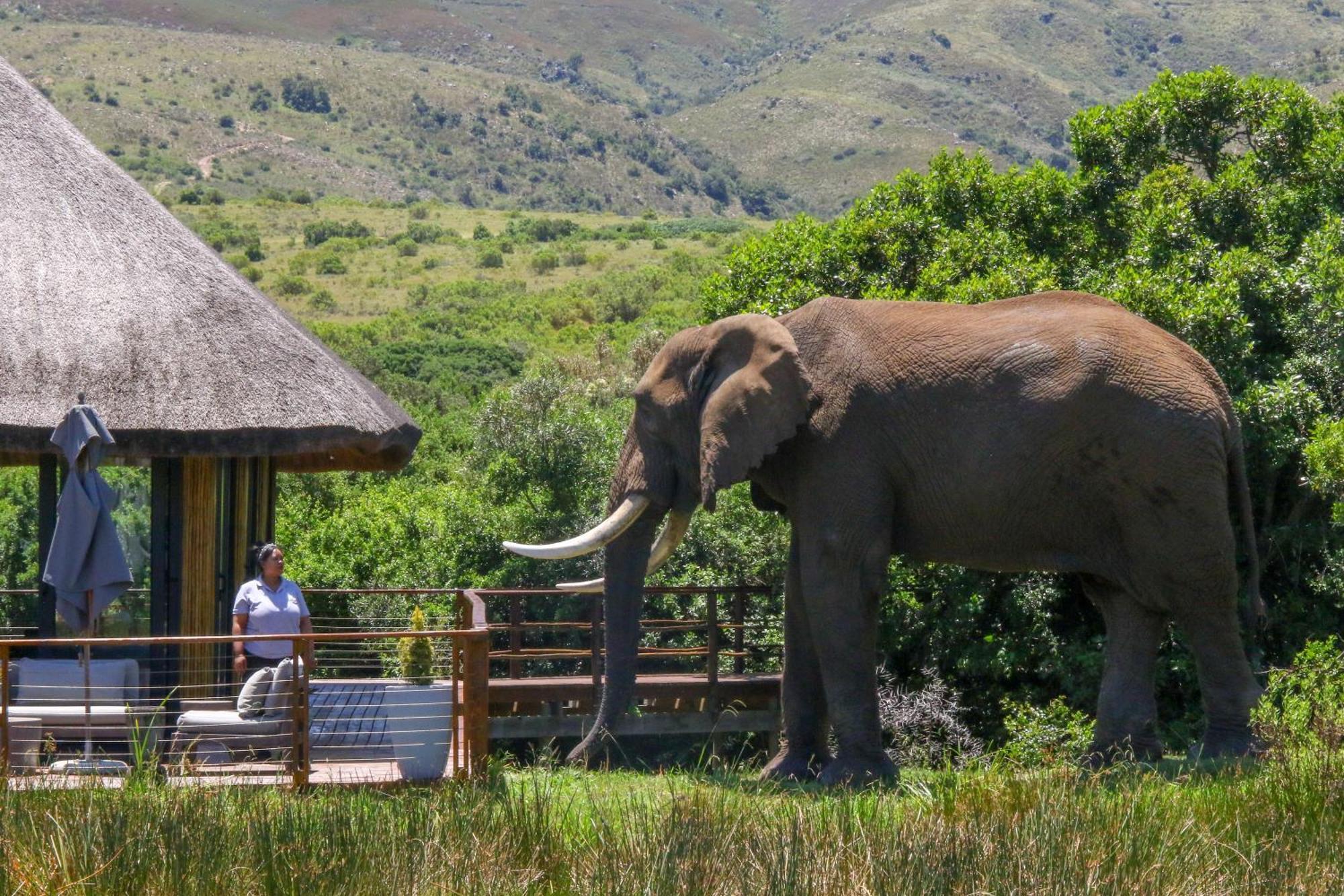 Barefoot Addo Elephant Lodge Екстериор снимка